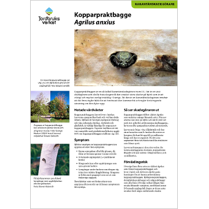 Omslags bild fr Kopparpraktbagge