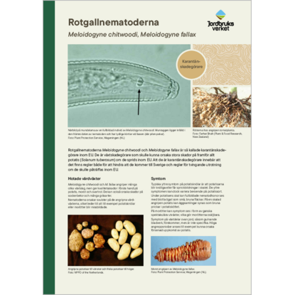 Omslags bild f�r Rotgallnematoderna