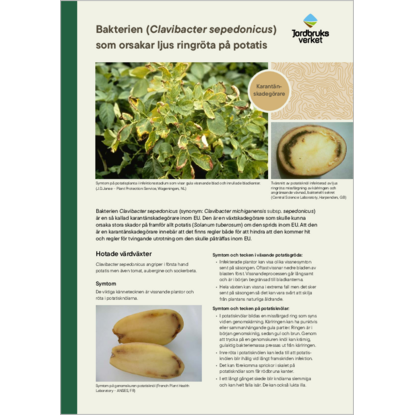 Omslags bild för Bakterien (Clavibacter sepedonicus) som orsakar ljus ringröta på potatis