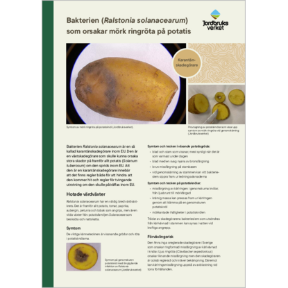 Omslags bild för Bakterien (Ralstonia solanacearum) som orsakar mörk ringröta på potatis