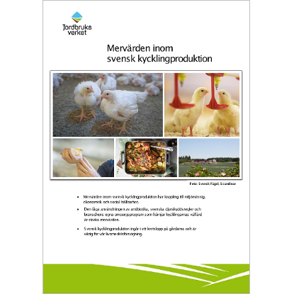 Mervrden inom svensk kycklingproduktion