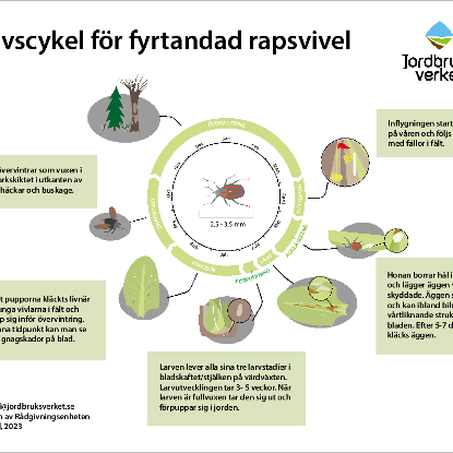 Omslags bild fr Livscykel fr fyrtandad rapsvivel, kl