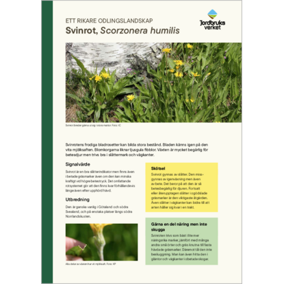 Omslags bild f�r Darrgr�s, Briza media