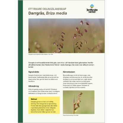 Omslags bild f�r Darrgr�s, Briza media