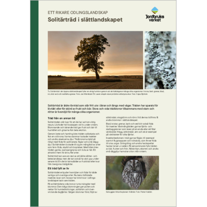 Omslags bild för Solitärträd i slättlandskapet